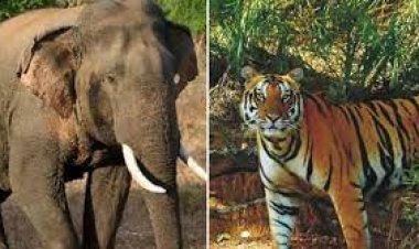 ବାଘ ଓ ହାତୀ ଗଣନା କରିବେ ରାଜ୍ୟ ସରକାର