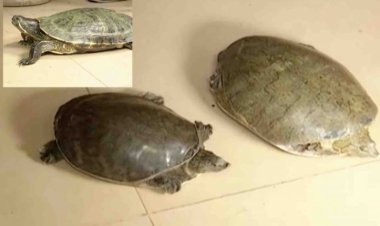 Rare species of turtle seized from hotel in Bhubaneswar