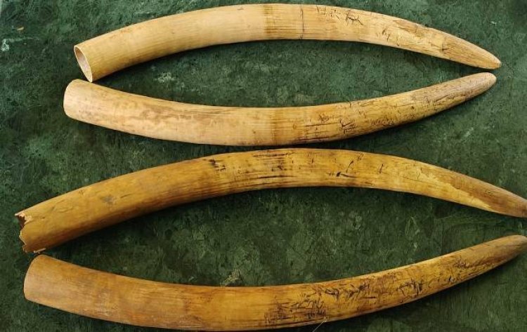 Five held with 4 elephant tusks