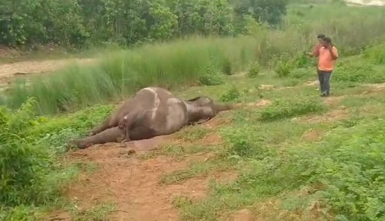 Two elephants die in train accident in Keonjhar