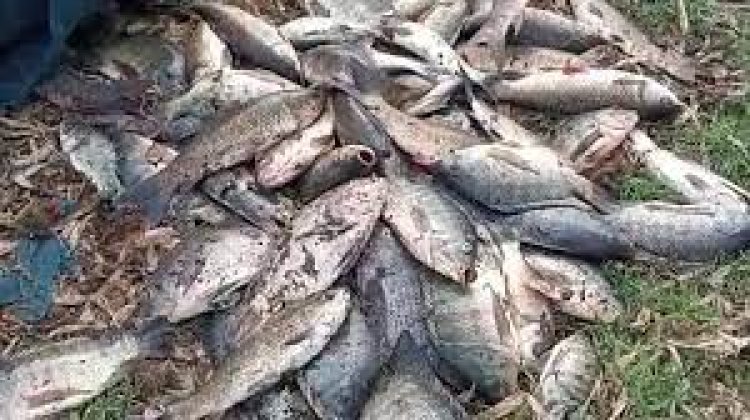 ପାରାଦୀପରେ ମାଛ ମଡ଼କ