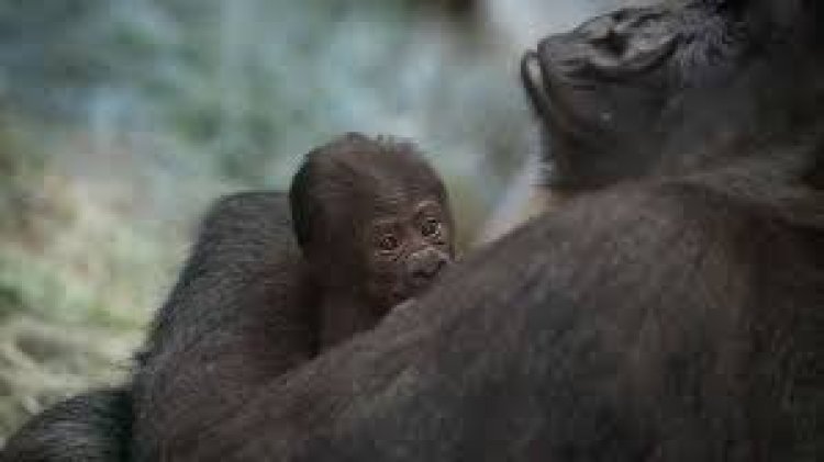 ପୁରୁଷ ଗରିଲାର ସନ୍ତାନ ପ୍ରସବ!