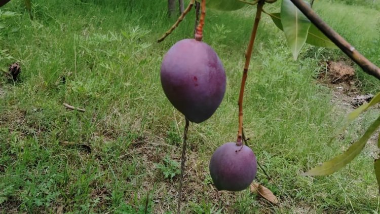 Farmer grows world's "most expensive" mango in his orchard in Odisha