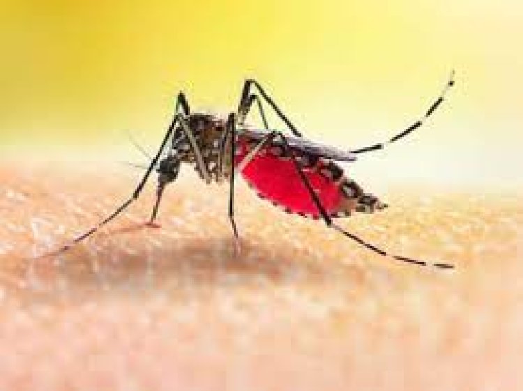 ଭୋଗରାଇରୁ ୮ ଡେଙ୍ଗୁ ରୋଗୀ ଚିହ୍ନଟ