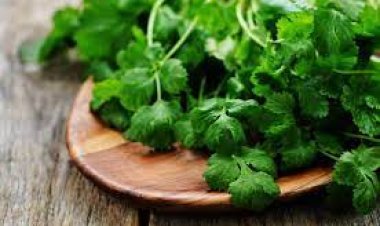 କୋଟିପତି କଲା ଧନିଆ ଚାଷ