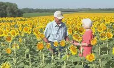 ସୂର୍ଯ୍ୟମୁଖୀ କ୍ଷେତ ଉପହାର ପତ୍ନୀଙ୍କୁ