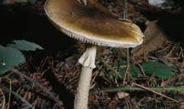 ବିଷାକ୍ତ ଛତୁ ଖାଇ ୫ ଗୁରୁତର