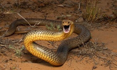 Man dies, wife critical in snake bite in Kandhamal