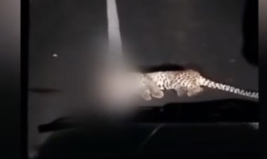 Leopard killed in road accident in Ganjam