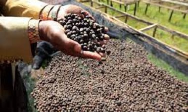 କୋରାପୁଟ କଫିକୁ ଇନ୍‌ଷ୍ଟାଣ୍ଟ ମାନ୍ୟତା