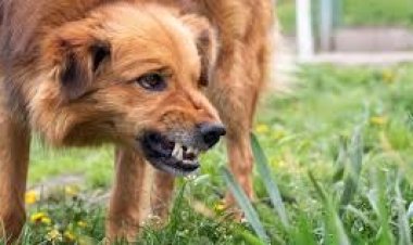 କୁକୁର କାମୁଡ଼ା ଜନିତ ମାମଲା:ପ୍ରଥମ ୧୦ ରାଜ୍ୟ ମଧ୍ୟରେ ଓଡ଼ିଶା