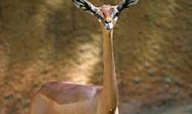 ଜେରେନୁକ୍ ପାଣି ନ ପିଇ ସାରା ଜୀବନ କାଟିପାରେ