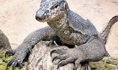 ଟ୍ରେନ୍‌ରେ ଚାଲାଣ ବେଳେ ୨୫ ଗୋଧି ଉଦ୍ଧାର