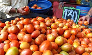 ଟମାଟୋ ଦର କମିଲା