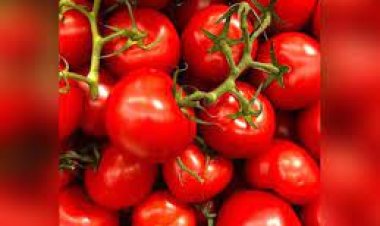 ଟମାଟୋ ଦର କମିଲା