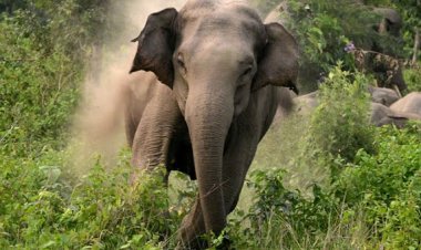 Two killed, another injured in separate elephant attacks in Odisha