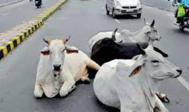 ଗୋରୁ ପଲ ଉପରେ ଚଢିଗଲା ଟ୍ରକ୍, ୧୧ ମୃତ