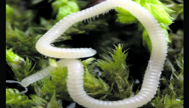 ନୂଆ ପ୍ରଜାତିର ତେଲୁଣି ପୋକ