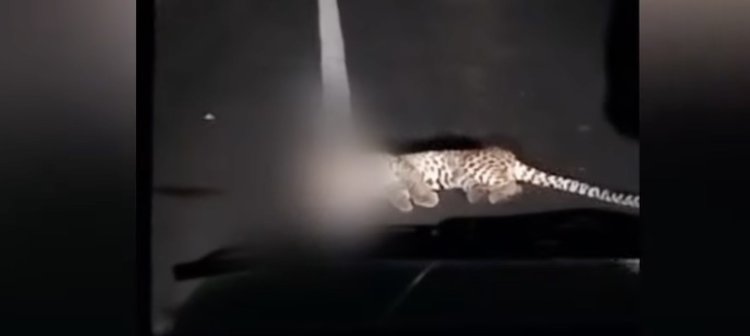 Leopard killed in road accident in Ganjam