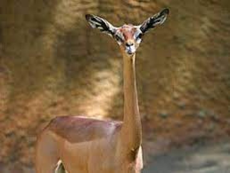 ଜେରେନୁକ୍ ପାଣି ନ ପିଇ ସାରା ଜୀବନ କାଟିପାରେ