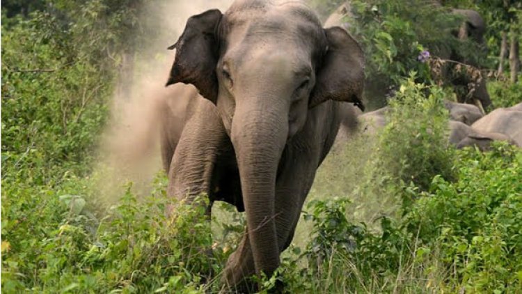 Two killed, another injured in separate elephant attacks in Odisha