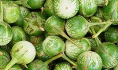 ଓଡ଼ିଶା ପାଇଁ ଗର୍ବ ଆଣିଲା କଣ୍ଟେଇମୁଣ୍ଡି ବାଇଗଣ