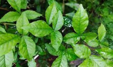 ବେଲପତ୍ରର ଉପକାରିତା