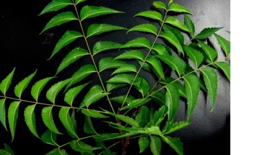 ପ୍ରତ୍ୟେକ ଦିନ ଖାଲି ପେଟରେ ନିମ୍ବ ପତ୍ର ଖାଇବାର ଫାଇଦା