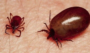 ଘାତକ ହେଉଛି ସ୍କ୍ରବ୍‌ ଟାଇଫସ୍‌, ଏହି ଜିଲ୍ଲାରେ ନେଲାଣି ୫ ଜୀବନ