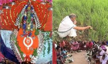 ମା’ ସମଲେଶ୍ୱରଙ୍କ ମନ୍ଦିରରେ ପହଞ୍ଚିଲା ନୂଆଁଧାନ