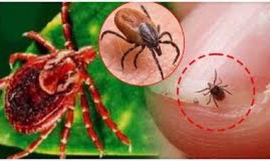 ସ୍କ୍ରବ୍ ଟାଇଫସ୍ : ସୁନ୍ଦରଗଡ଼ରେ ପୁଣି ୧୦ଆକ୍ରାନ୍ତ ଚିହ୍ନଟ