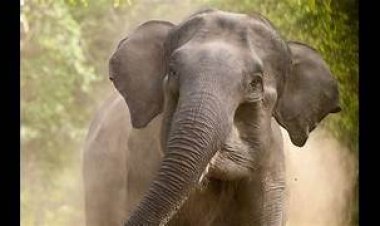 ହାତୀ ଆକ୍ରମଣ: ଜଣେ ମୃତ