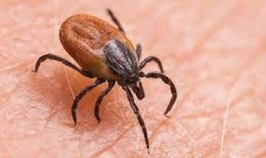 ସ୍କ୍ରବ ଟାଇଫସ୍, ସୁନ୍ଦରଗଡ଼ରେ ପୁଣି ୨୦ ଚିହ୍ନଟ