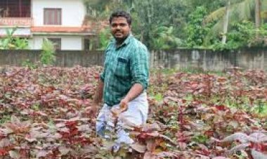 ଅଡି କାର୍‌ ଚଢ଼ି ଯାଉଛନ୍ତି ଖଡ଼ାଶାଗ ବିକିବାକୁ