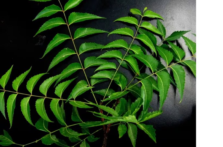 ପ୍ରତ୍ୟେକ ଦିନ ଖାଲି ପେଟରେ ନିମ୍ବ ପତ୍ର ଖାଇବାର ଫାଇଦା