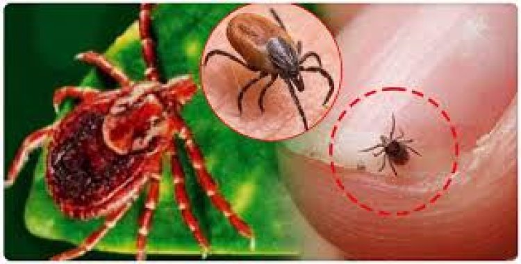 ସ୍କ୍ରବ୍ ଟାଇଫସ୍ : ସୁନ୍ଦରଗଡ଼ରେ ପୁଣି ୧୦ଆକ୍ରାନ୍ତ ଚିହ୍ନଟ