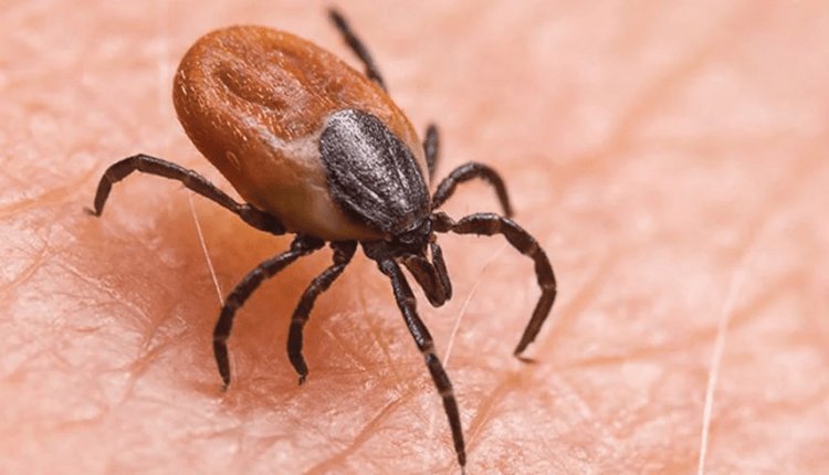 ସ୍କ୍ରବ୍ ଟାଇଫସ୍‌ ଆତଙ୍କ : ସୁନ୍ଦରଗଡ଼ରେ ୯ ନୂଆ ଆକ୍ରାନ୍ତ ଚିହ୍ନଟ