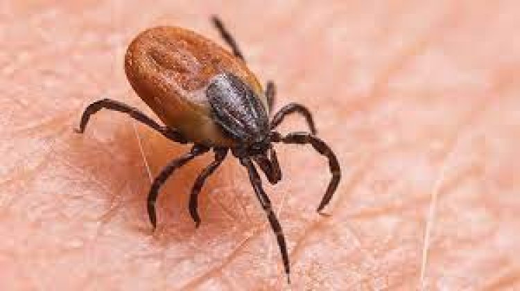 ସ୍କ୍ରବ୍‌ ଟାଇଫସ୍‌: ସୁନ୍ଦରଗଡ଼ ଜିଲ୍ଲାରେ ପୁଣି ୨୦ ପଜିଟିଭ୍ ଚିହ୍ନଟ