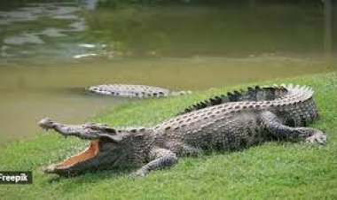 ବାଡ଼ି ପଛରେ ବଉଳା କୁମ୍ଭୀର, ଉଦ୍ଧାର କଲା ବନବିଭାଗ