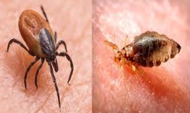 ସୁନ୍ଦରଗଡ଼ ଜିଲ୍ଲାରେ ପୁଣି ୨୫ ସ୍କ୍ରବ ଟାଇଫସ ରୋଗୀ ଚିହ୍ନଟ