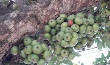 ଔଷଧୀୟ ଗୁଣରେ ଭରପୁର ଡିମିରି ଫଳ