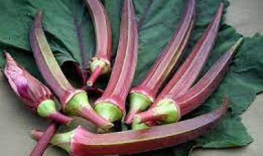 ଖାଆନ୍ତୁ ଲାଲ୍ ଭେଣ୍ଡି: ଡାଇବେଟିସ୍, ଏନିମିଆ ଭଳି ଏମିତି ଏନେକ ସମସ୍ୟାରୁ ପାଇବେ ମୁକ୍ତି