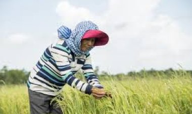 ଚିନ୍ତାରେ ଚାଷୀ : ଧାନରେ ଚକଡ଼ା ପୋକ