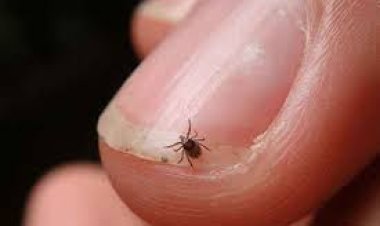 ସ୍କ୍ରବ୍ ଟାଇଫସ: ସୁନ୍ଦରଗଡ଼ରେ ପୁଣି ୭ ଚିହ୍ନଟ