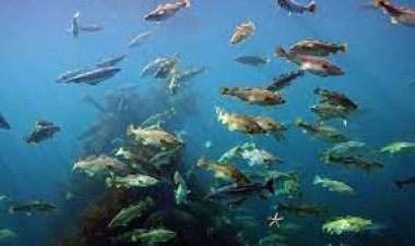 ନିଶ୍ଚିହ୍ନ ହେବେ ମାଛ