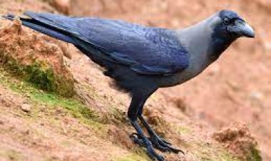 ଶୂନ ସଂଖ୍ୟା ଜାଣେ କାଉ