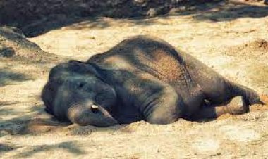 ଶିମିଳିପାଳରେ ପୁଣି ଗୋଟିଏ ହାତୀ ଶାବକର ମୃତ୍ୟୁ