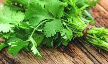 ଧନିଆର ଉପକାରିତା