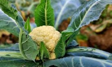 ସ୍ୱାସ୍ଥ୍ୟ ପାଇଁ ଫୁଲକୋବି ; ହେବ ନାହିଁ ଗ୍ୟାଷ୍ଟ୍ରିକ୍‌‌