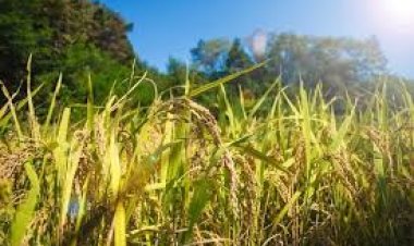 ମାଡ଼ିଗଲେଣି ପୋକ : କାମ କରୁନି କୀଟନାଶକ